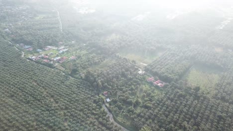 Aerial-fly-over-oil-palm-plantation-near-the-rural-area.